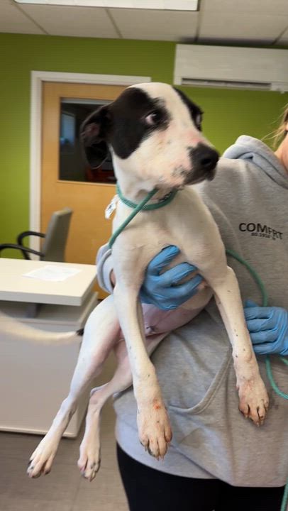 Enlarge Timothy- COME MEET!, a ADOPTABLE mixed breed in Medfield, MA video 4/4