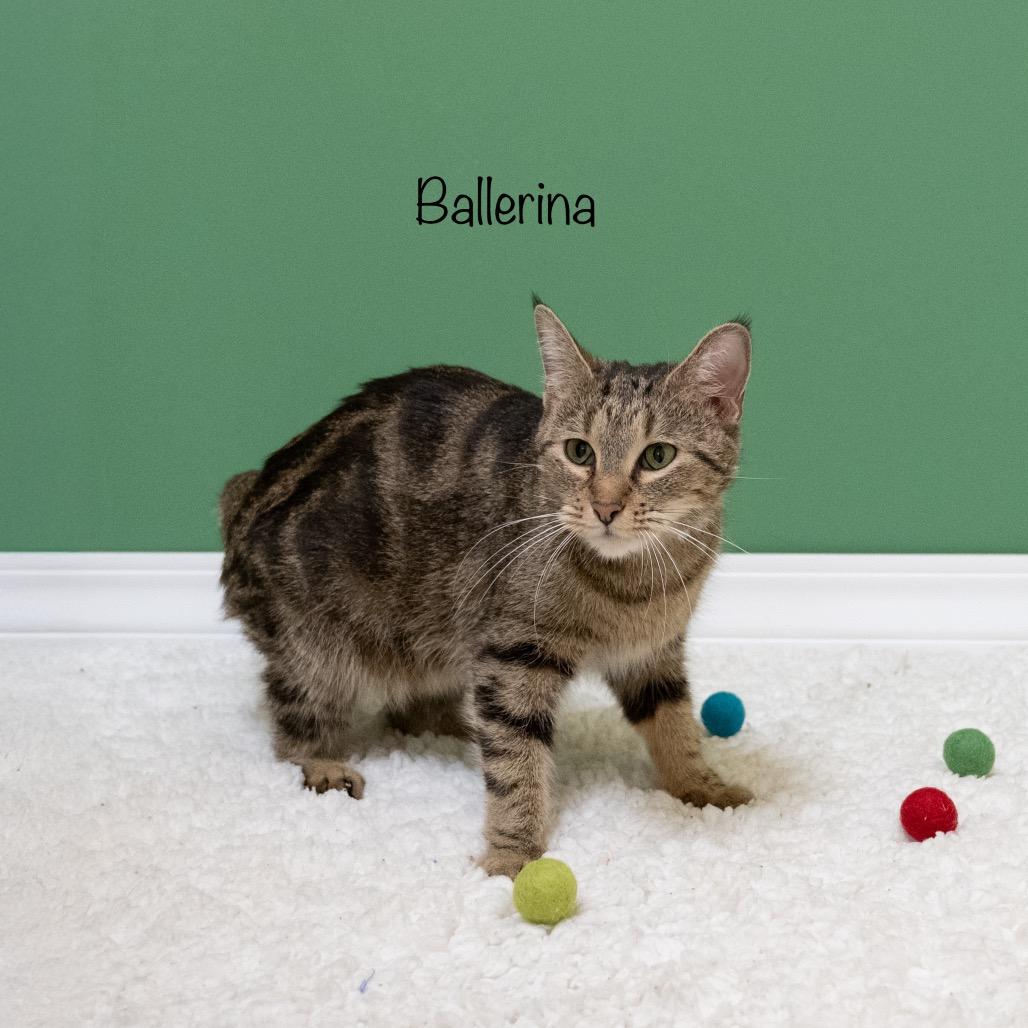 Ballerina, Adoptable, Adult Female Domestic Short Hair.
