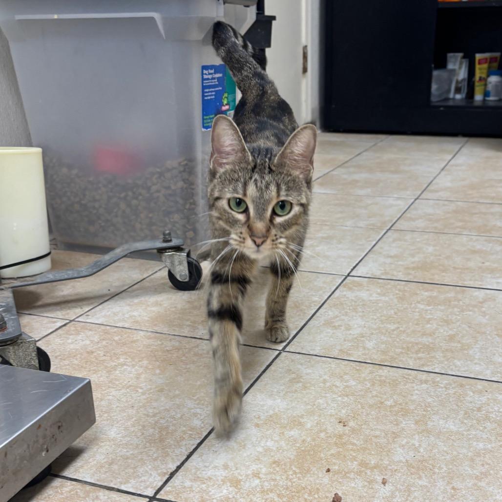 Enlarge Ballerina, a Adoptable Domestic Short Hair in Pekin, IL image 2/2