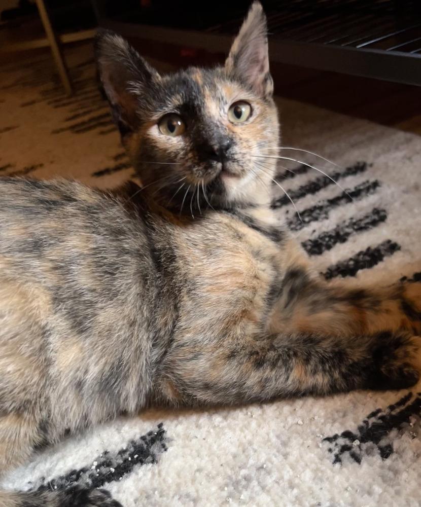 Lyla, an adoptable Tortoiseshell, Domestic Short Hair in Commerce City, CO, 80022 | Photo Image 1