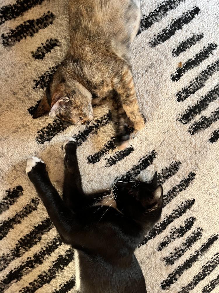 Lyla, an adoptable Tortoiseshell, Domestic Short Hair in Commerce City, CO, 80022 | Photo Image 2