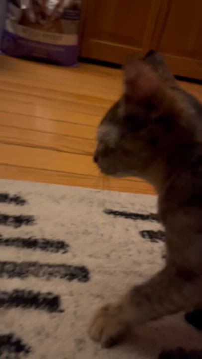 Enlarge Lyla, a Adoptable mixed breed in Commerce City, CO video 3/3