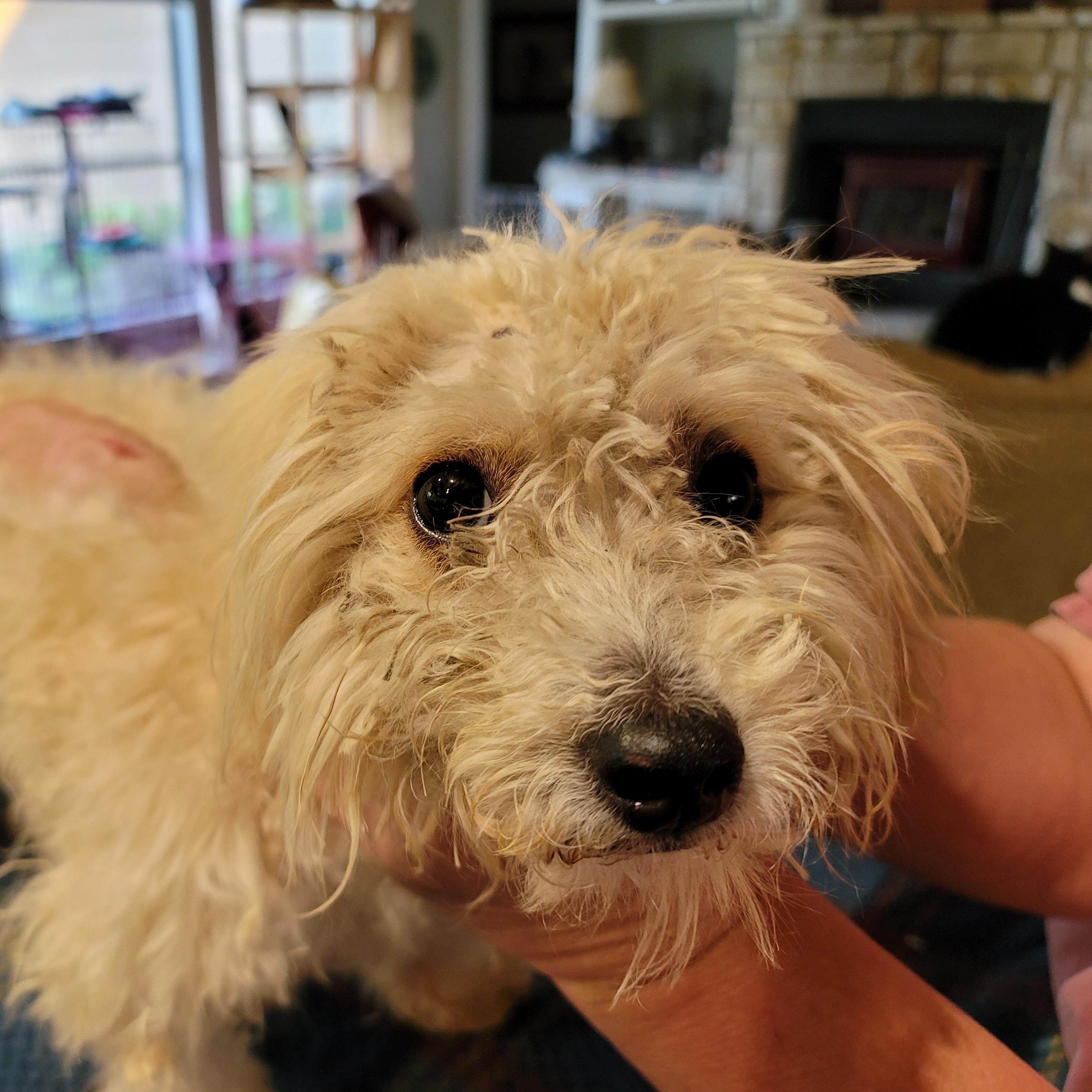 Enlarge Cookie, a Adopted mixed breed in Alvin, TX image 4/5