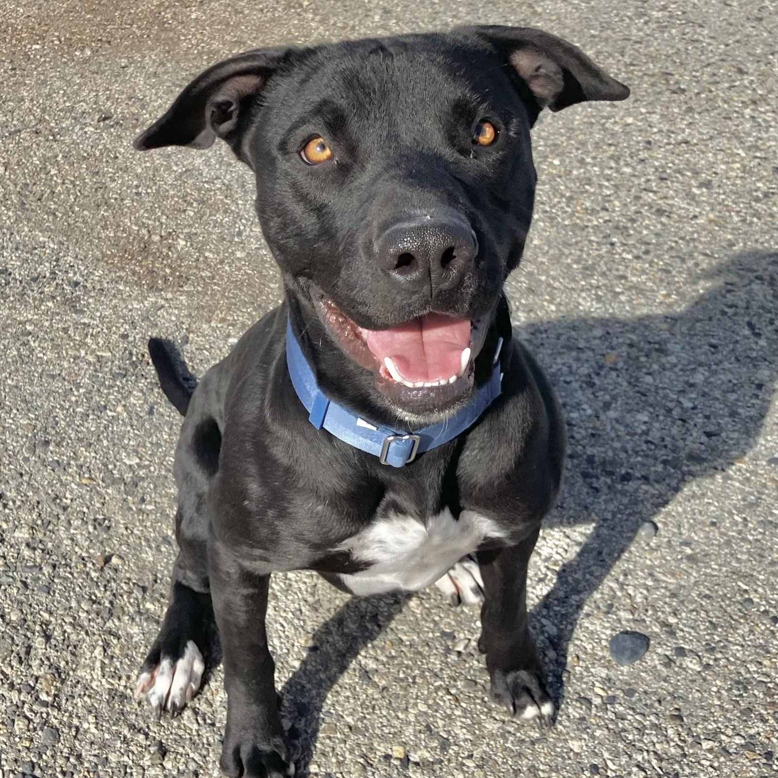 Captain Jack, Adoptable, Adult Male Pit Bull Terrier.