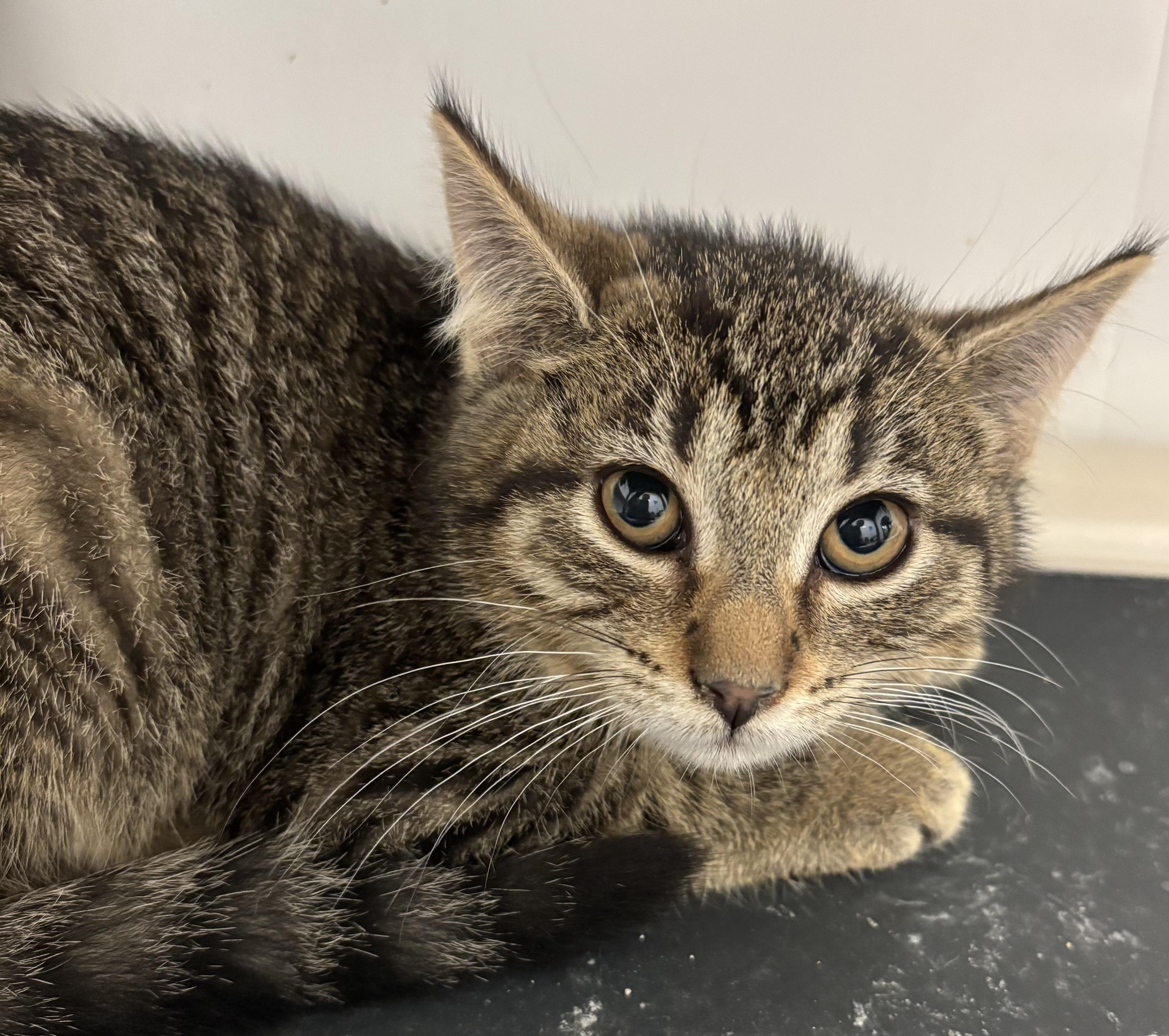 Maggie, an adoptable Domestic Short Hair in Richland Center, WI_image-1