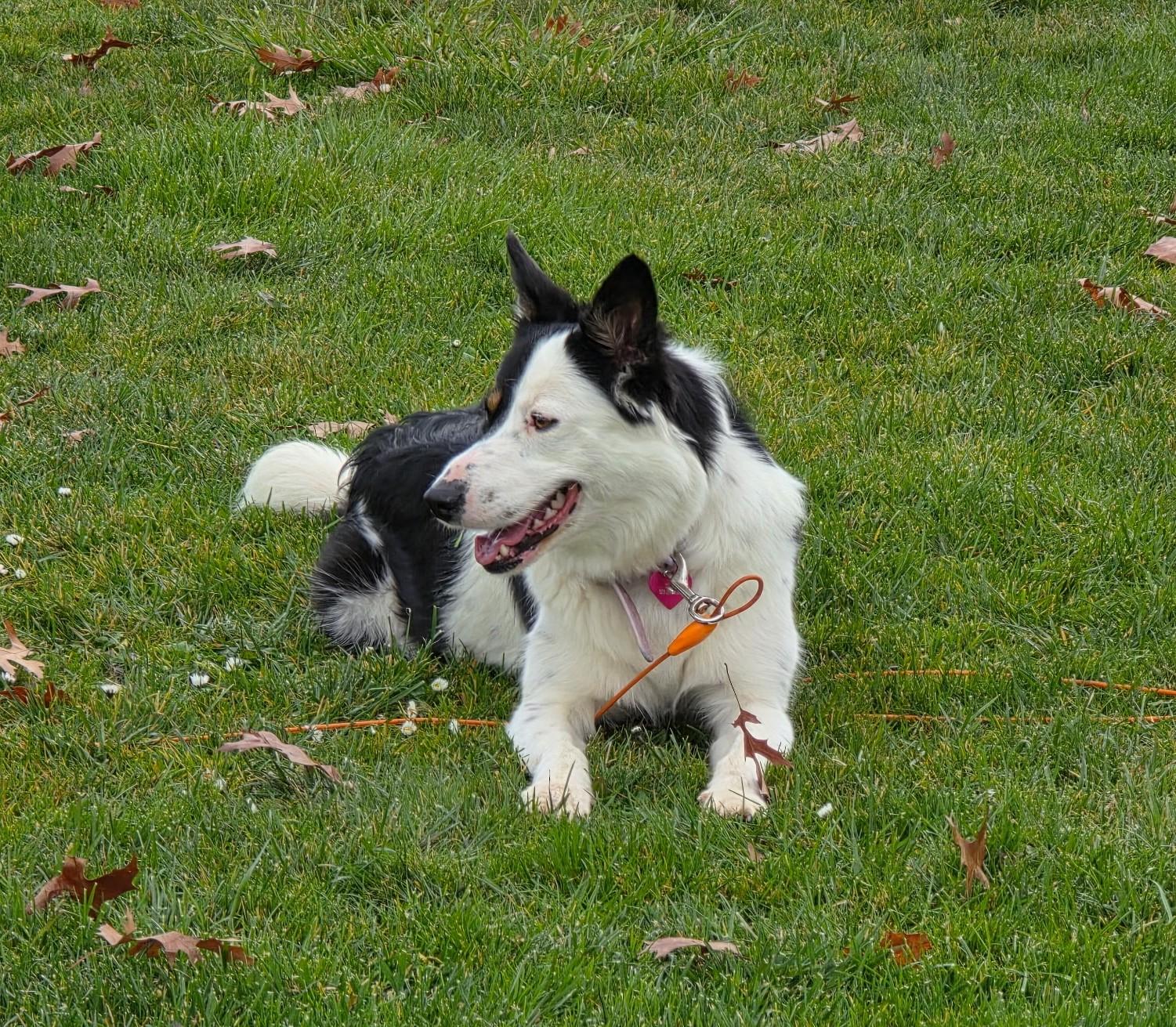 Enlarge Lucy, a ADOPTABLE mixed breed in Bend, OR image 3/6