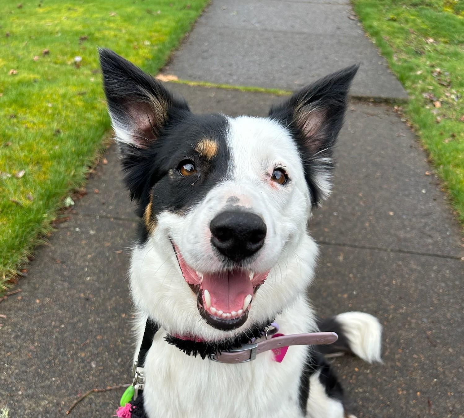 Enlarge Lucy, a ADOPTABLE mixed breed in Bend, OR image 1/6