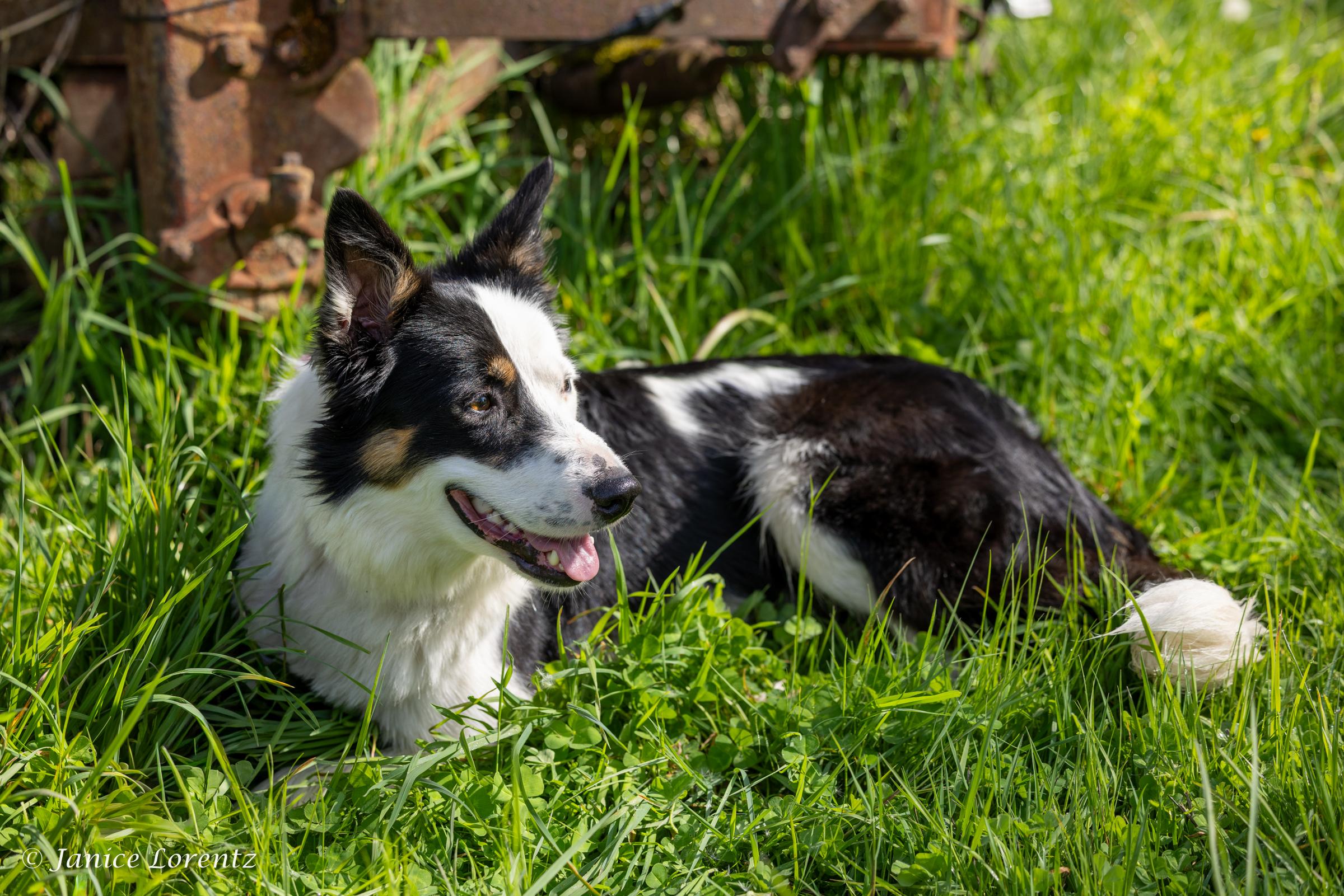 Enlarge Lucy, a ADOPTABLE mixed breed in Portland, OR image 2/6