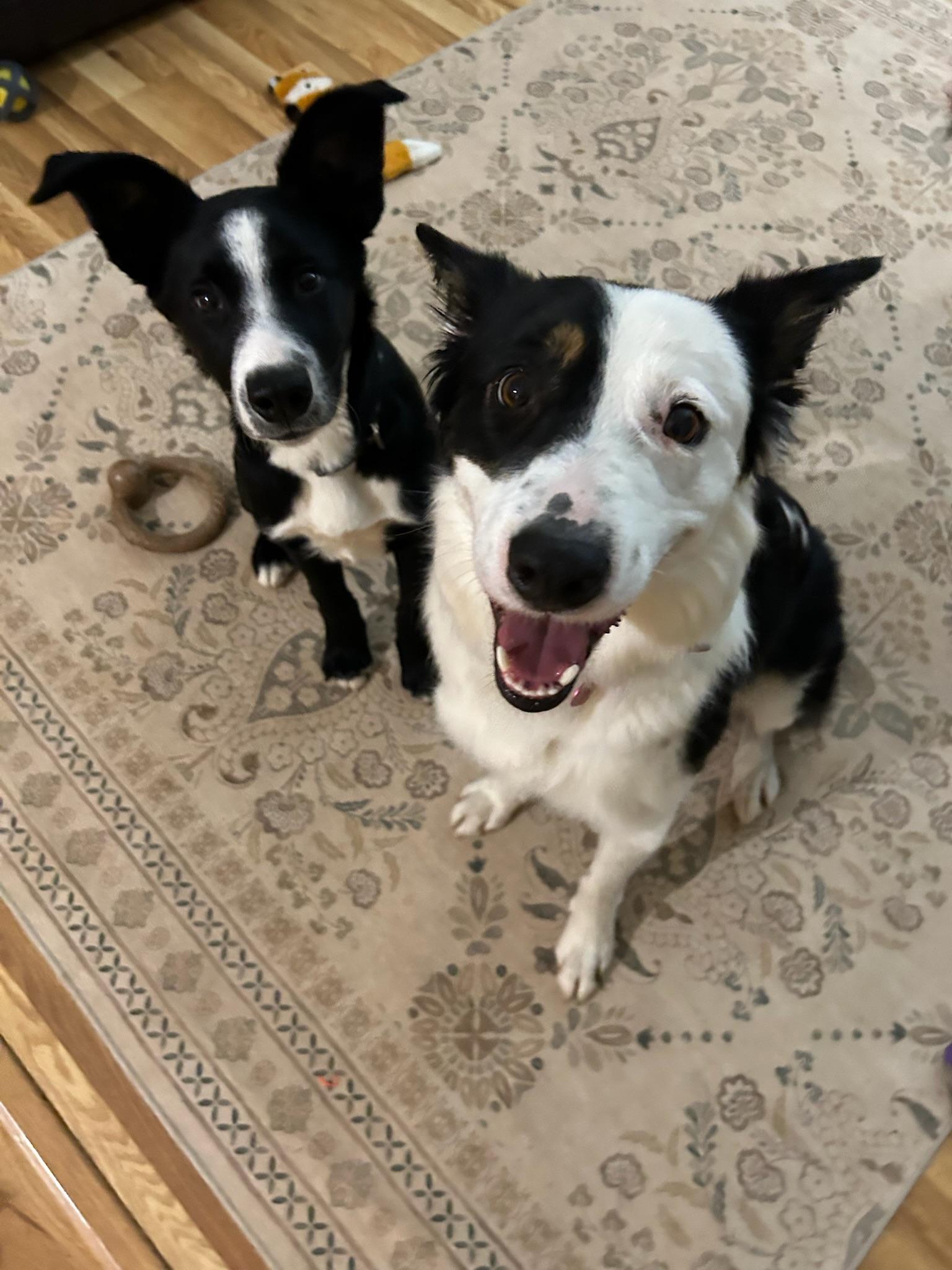 Enlarge Lucy, a ADOPTABLE mixed breed in Bend, OR image 2/6