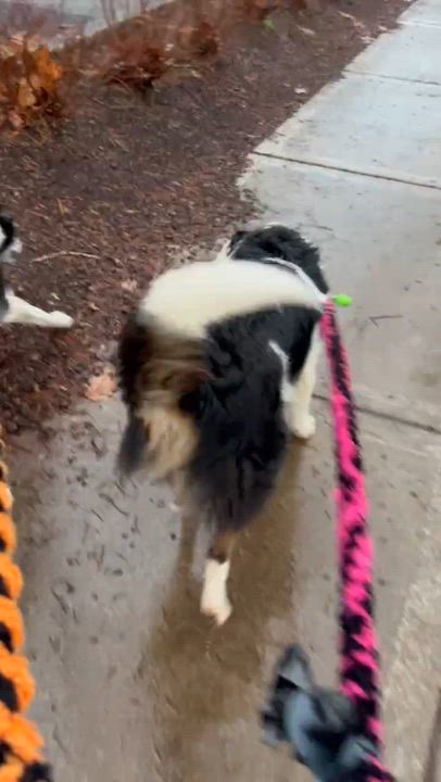 Enlarge Lucy, a ADOPTABLE mixed breed in Bend, OR video 6/6