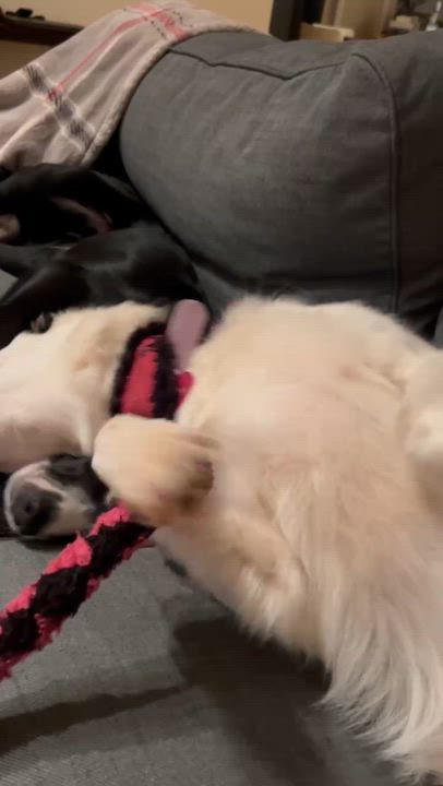 Enlarge Lucy, a ADOPTABLE mixed breed in Bend, OR video 4/6