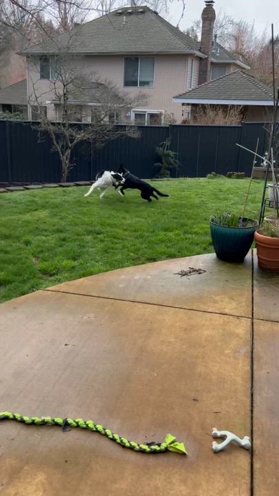 Enlarge Lucy, a ADOPTABLE mixed breed in Portland, OR video 6/6