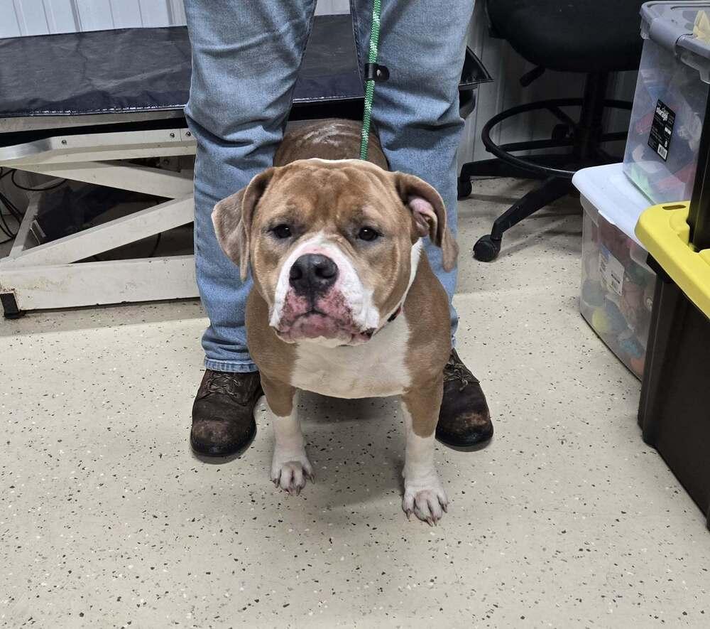 Enlarge Artemis, a Adoptable mixed breed in Waverly, OH image 1/1