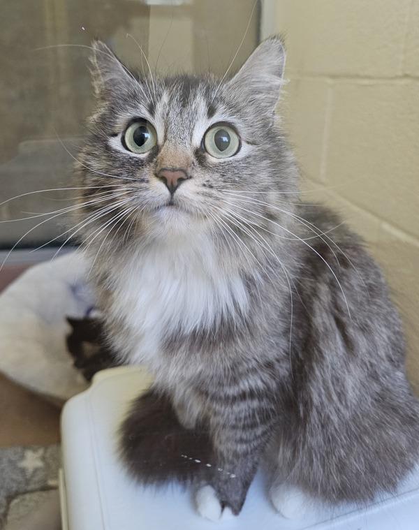 Lavander, Adoptable, Young Female Domestic Long Hair.
