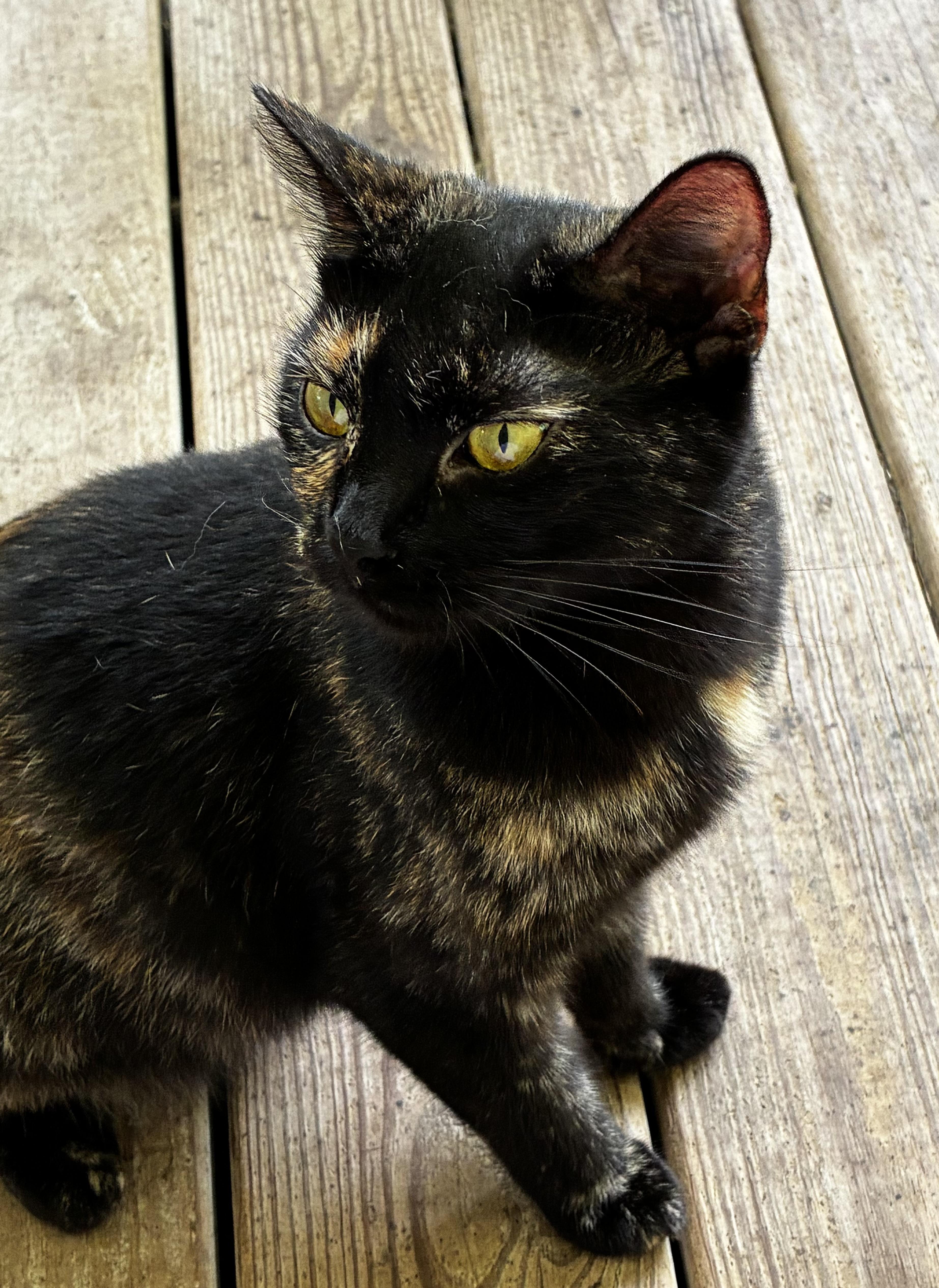 Enlarge Jenny, a Adoptable Tortoiseshell in Mobile, AL image 2/2
