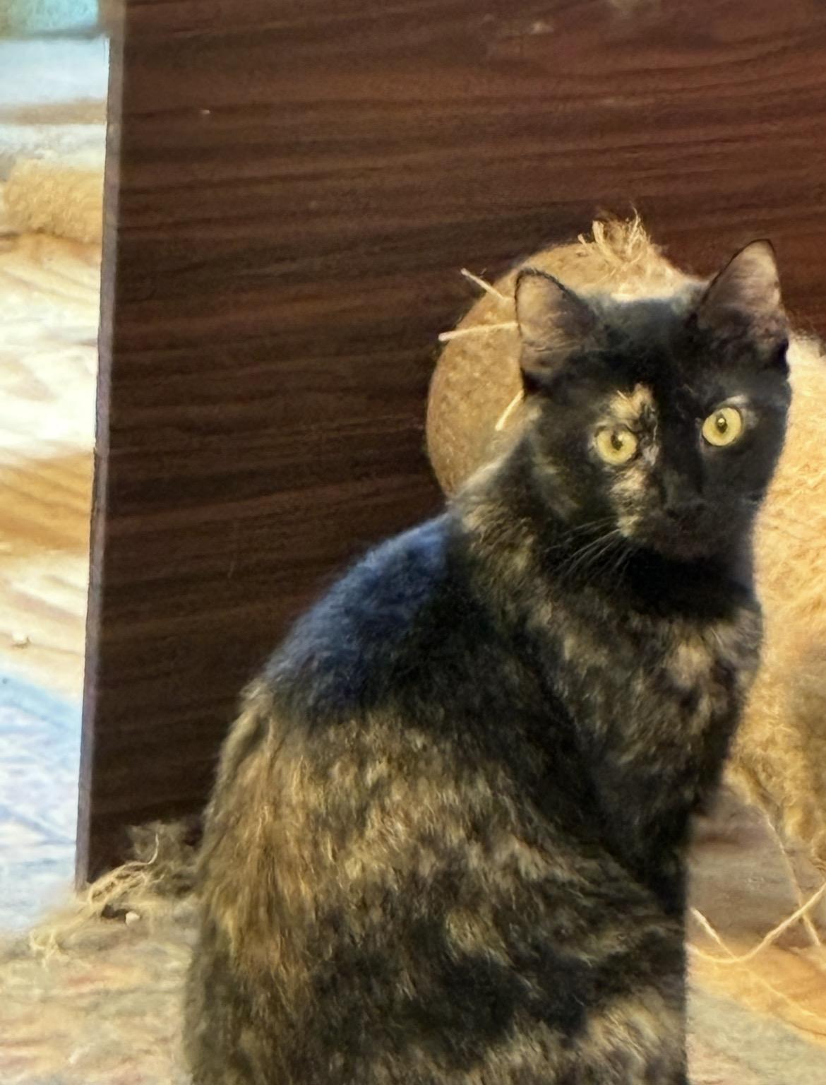 Enlarge Jenny, a Adoptable Tortoiseshell in Mobile, AL image 1/2