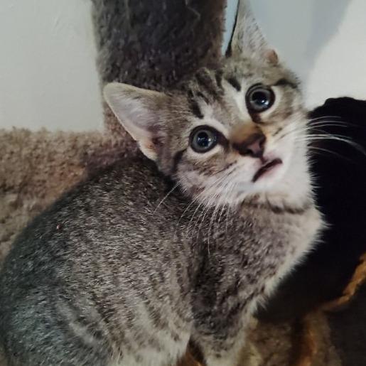 Mojave, Adoptable, Young Male Domestic Short Hair.