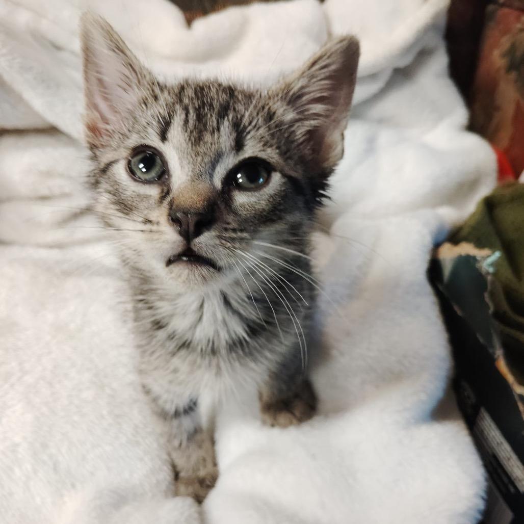 Enlarge Mojave, a Adoptable Domestic Short Hair in Flower Mound, TX image 3/6