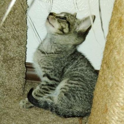 Enlarge Mojave, a Adoptable Domestic Short Hair in Flower Mound, TX image 4/6