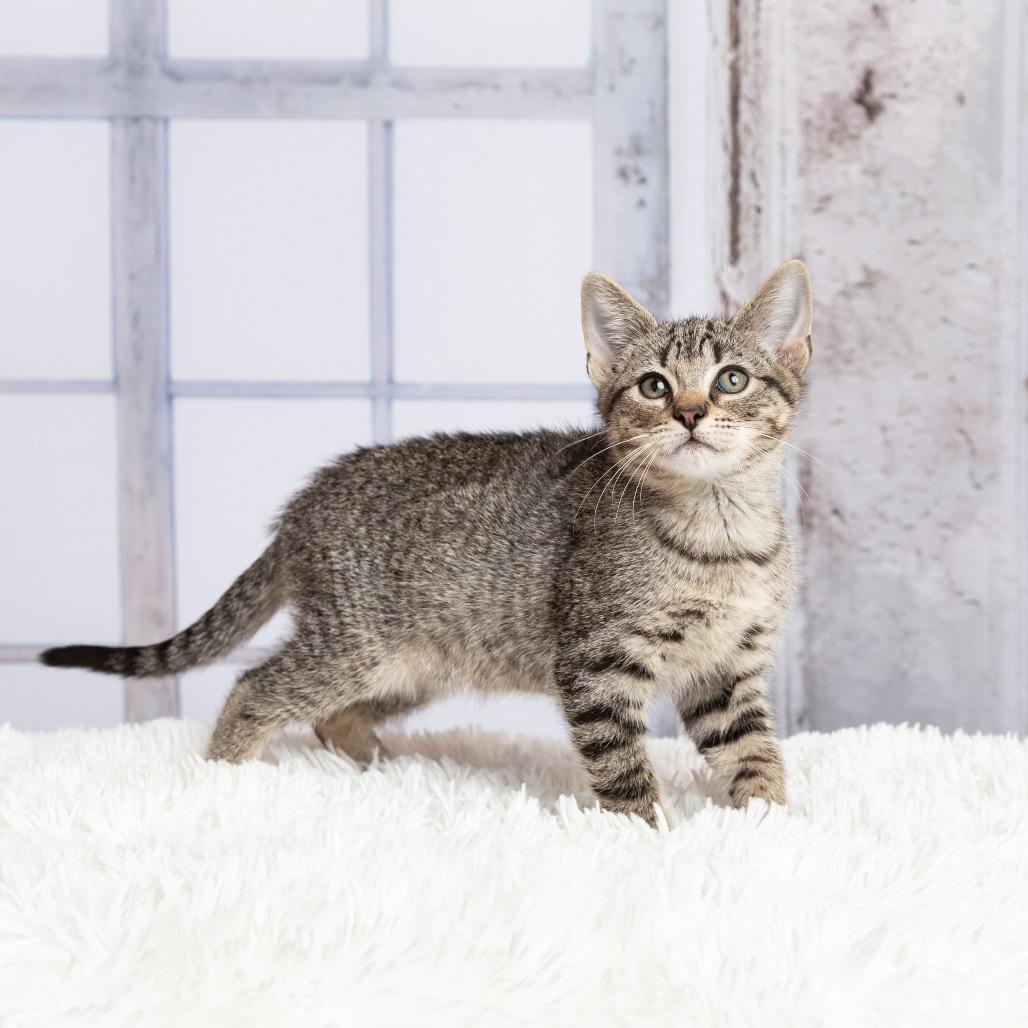 Enlarge Mojave, a Adoptable Domestic Short Hair in Flower Mound, TX image 5/6