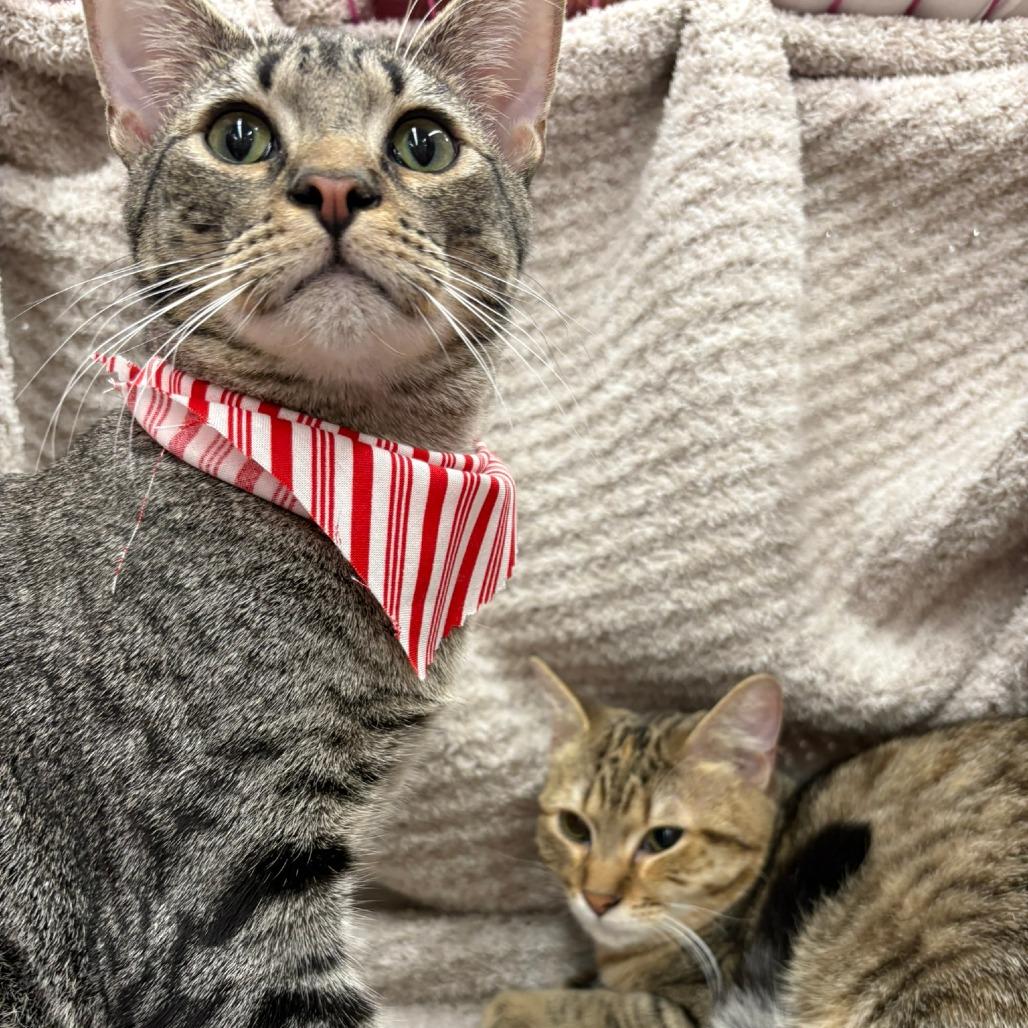 Enlarge Mojave, a Adoptable Domestic Short Hair in Flower Mound, TX image 6/6