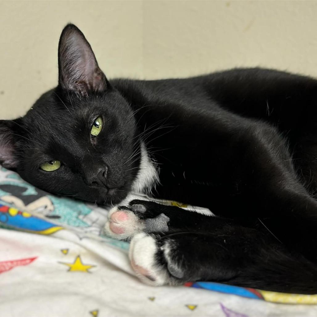 Cade, Adoptable, Young Male Domestic Short Hair.
