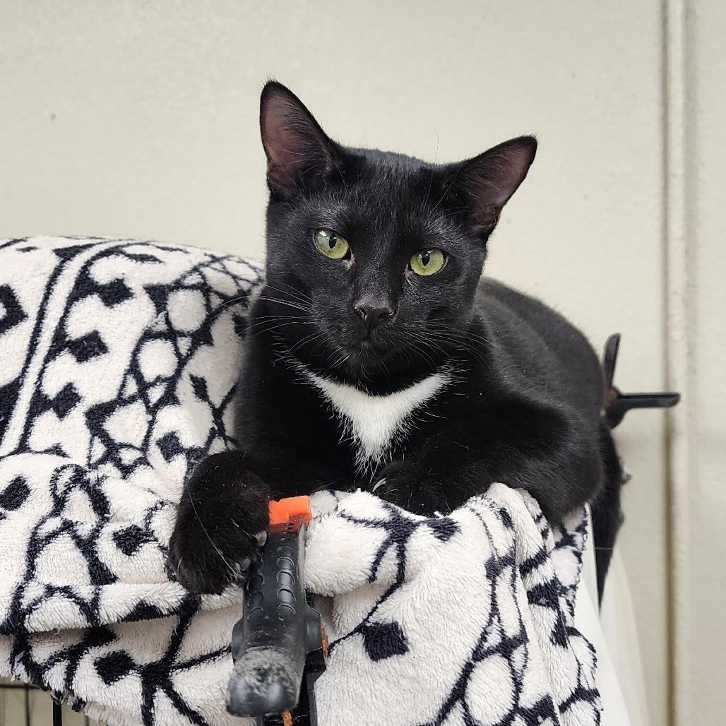 Enlarge Cade, a Adoptable Domestic Short Hair in Monroe, MI image 1/2