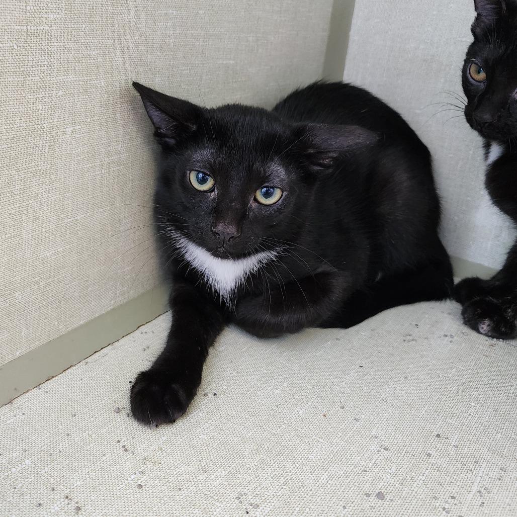 Cade, Adoptable, Young Male Domestic Short Hair.