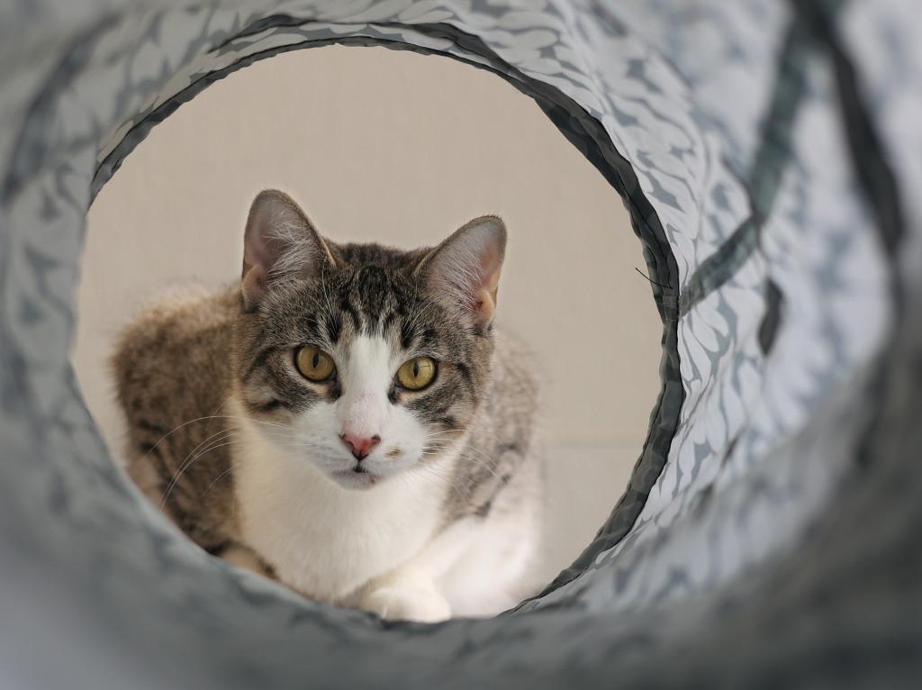 Enlarge Mello Yello, a Adoptable mixed breed in Raleigh, NC image 2/5