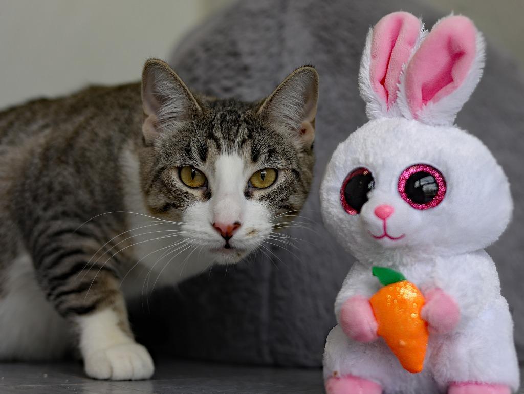 Enlarge Mello Yello, a Adoptable mixed breed in Raleigh, NC image 1/5