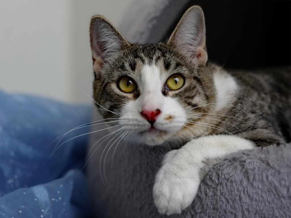 Enlarge Mello Yello, a Adoptable mixed breed in Raleigh, NC image 4/5