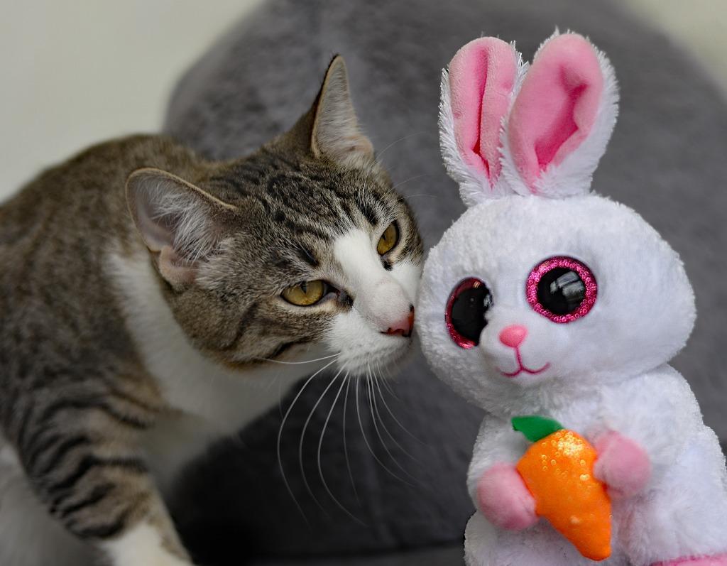 Enlarge Mello Yello, a Adoptable mixed breed in Raleigh, NC image 2/5