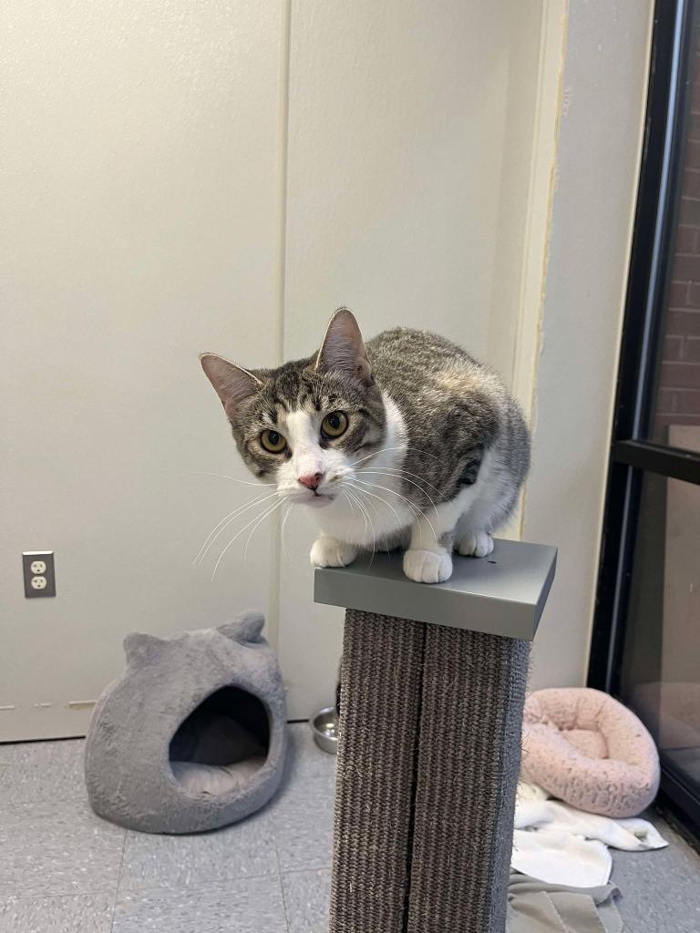 Enlarge Mello Yello, a Adoptable mixed breed in Raleigh, NC image 3/5