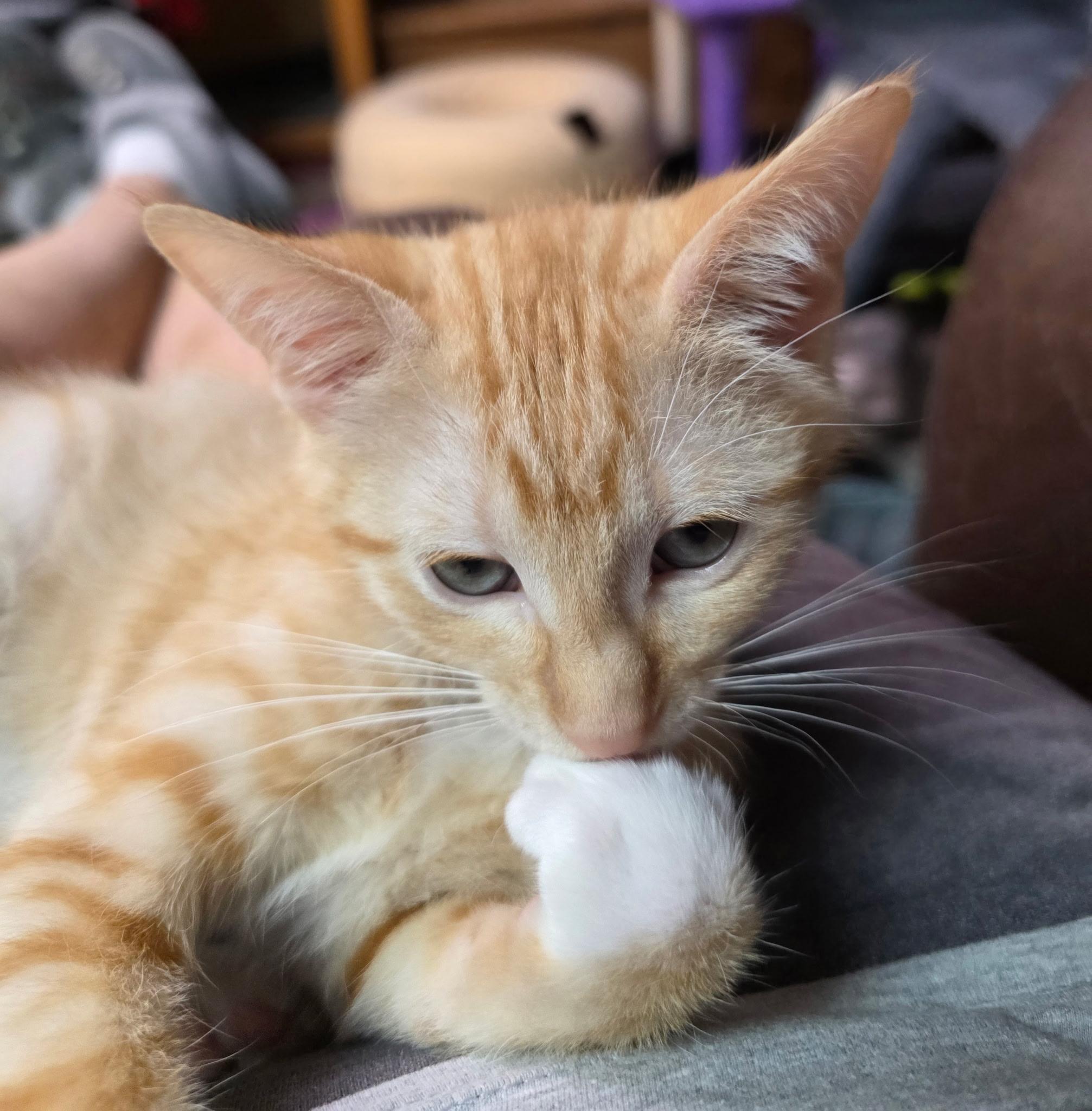 Ash, an adopted Domestic Short Hair in Faribault, MN image 2/2