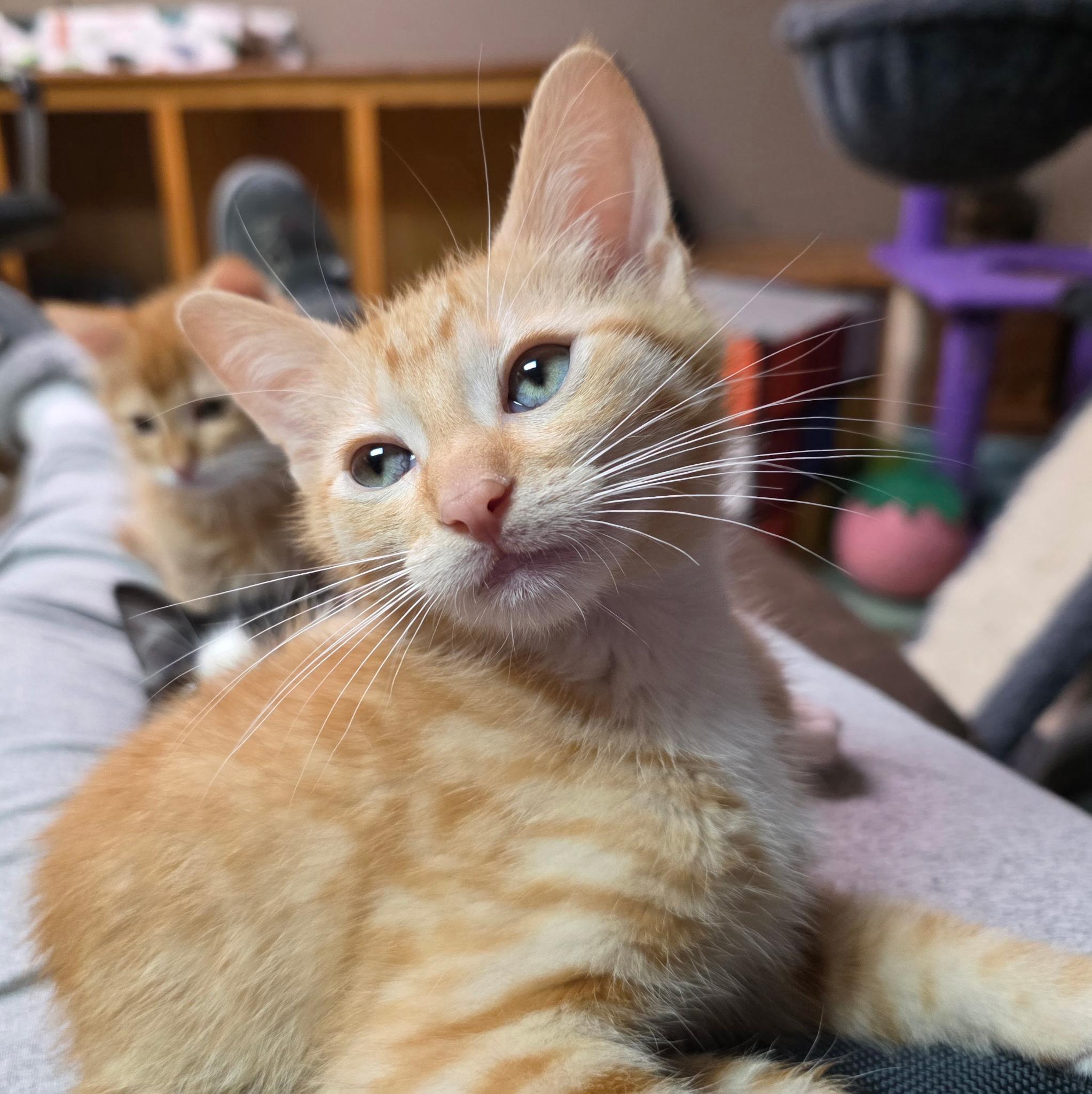 Ash, adopted, Kitten Male Domestic Short Hair.