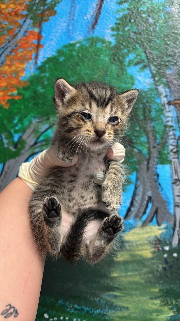 Mergamont Waters, Adoptable, Kitten Male Domestic Short Hair.