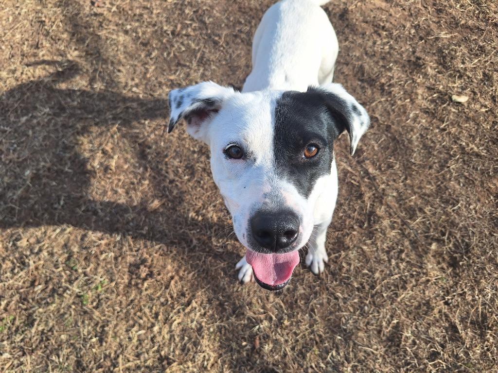 Enlarge Bandit, a Adopted mixed breed in Noble, OK image 1/6
