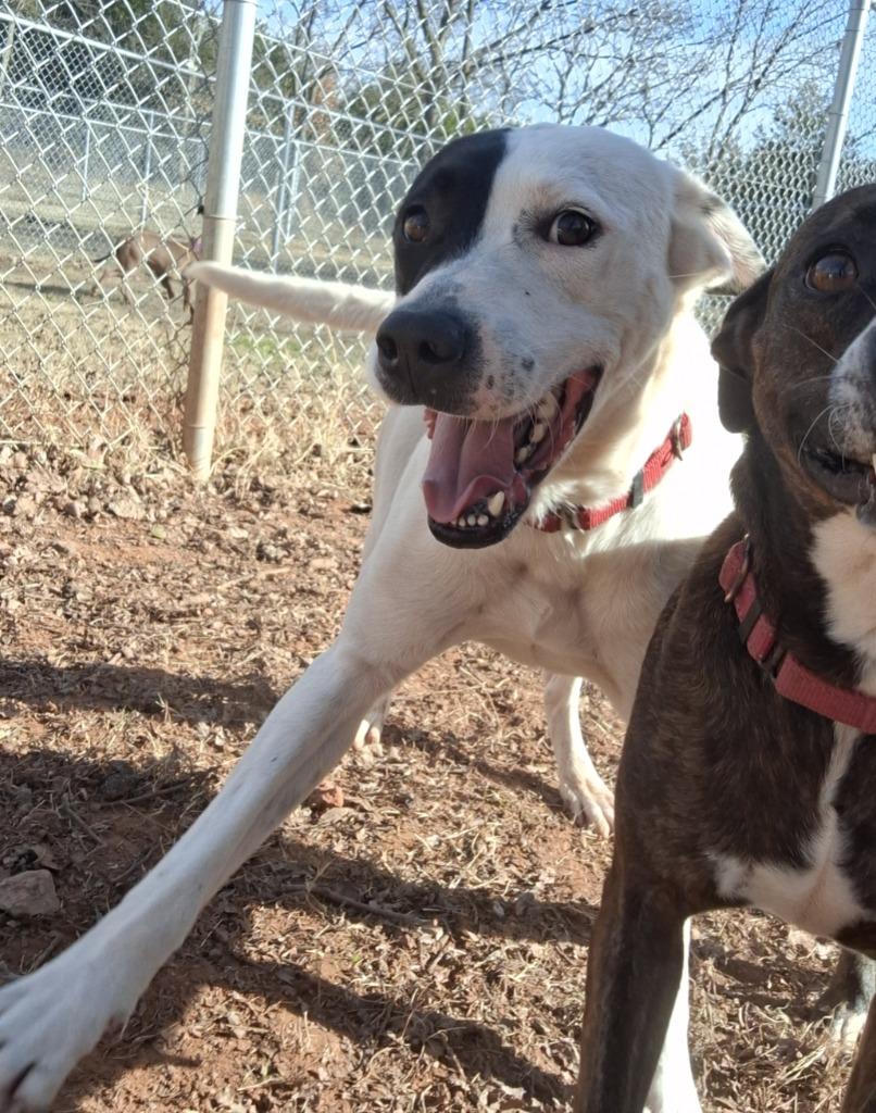 Enlarge Bandit, a Adopted mixed breed in Noble, OK image 2/6