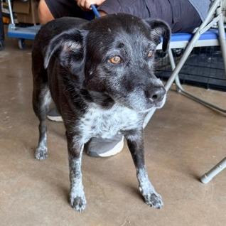 Sipka, Adoptable, Senior Female Mixed Breed.