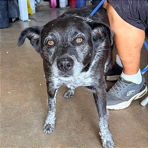 Enlarge Sipka, a Adoptable Mixed Breed in Denison, TX image 2/4