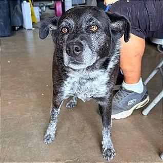 Enlarge Sipka, a Adoptable Mixed Breed in Denison, TX image 3/4