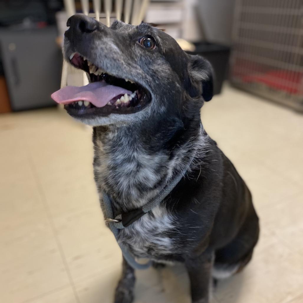 Enlarge Sipka, a Adoptable Mixed Breed in Denison, TX image 4/4