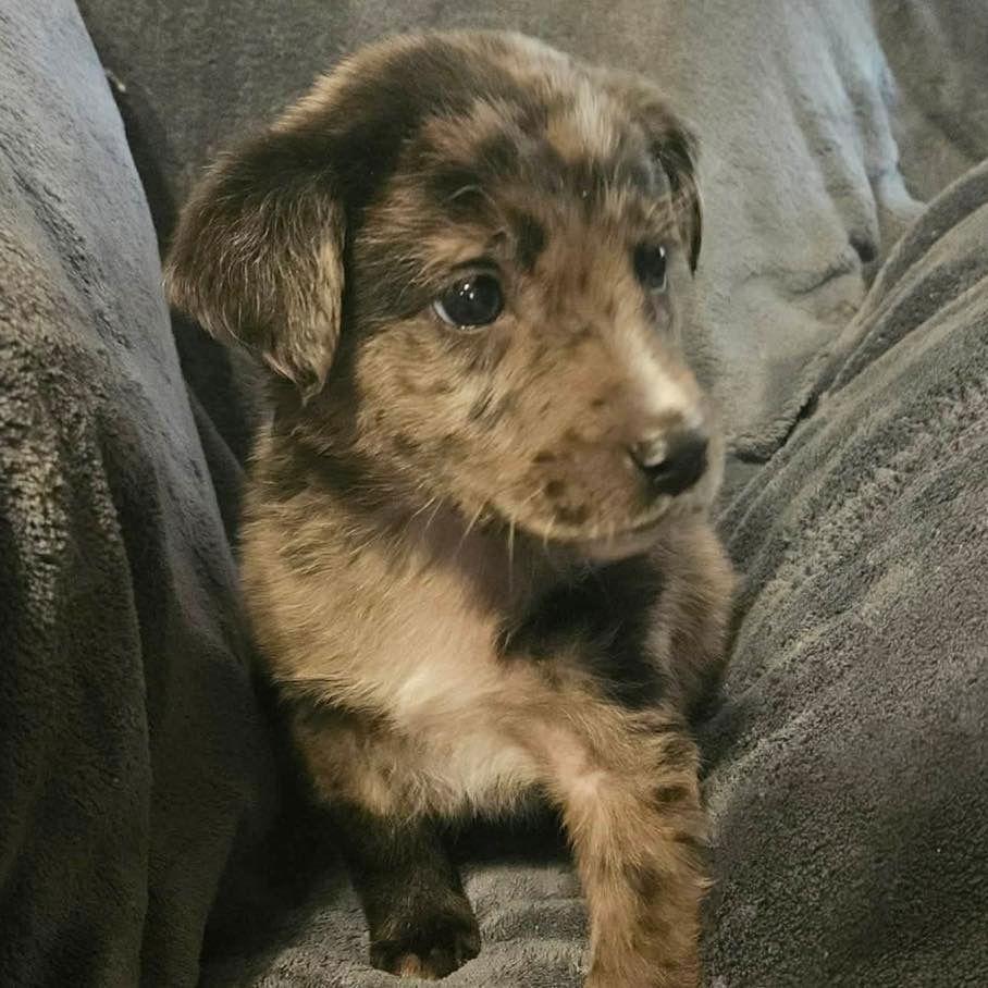 Pia, Adopted, Puppy Female Catahoula Leopard Dog & Terrier.