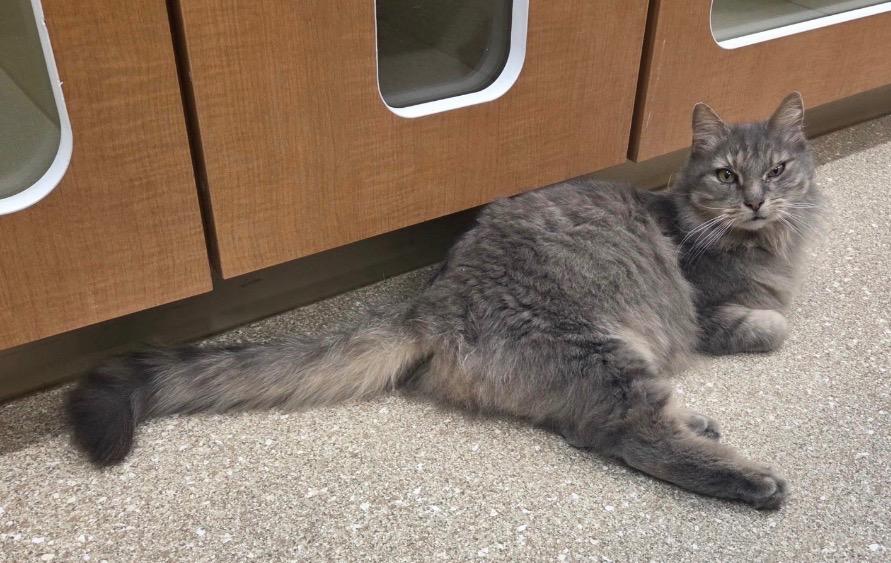 Enlarge Disco, a ADOPTABLE Domestic Long Hair in Prince Frederick, MD image 2/2