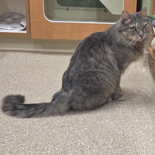 Disco, ADOPTABLE, Senior Male Domestic Long Hair.