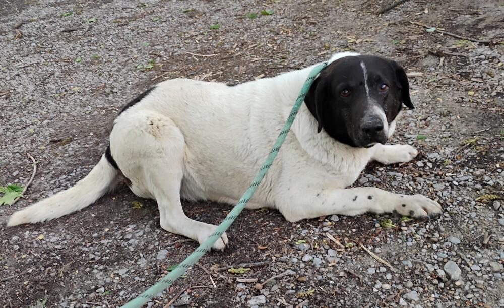 Enlarge Gordy #68, a Adoptable mixed breed in New Lexington, OH image 1/1