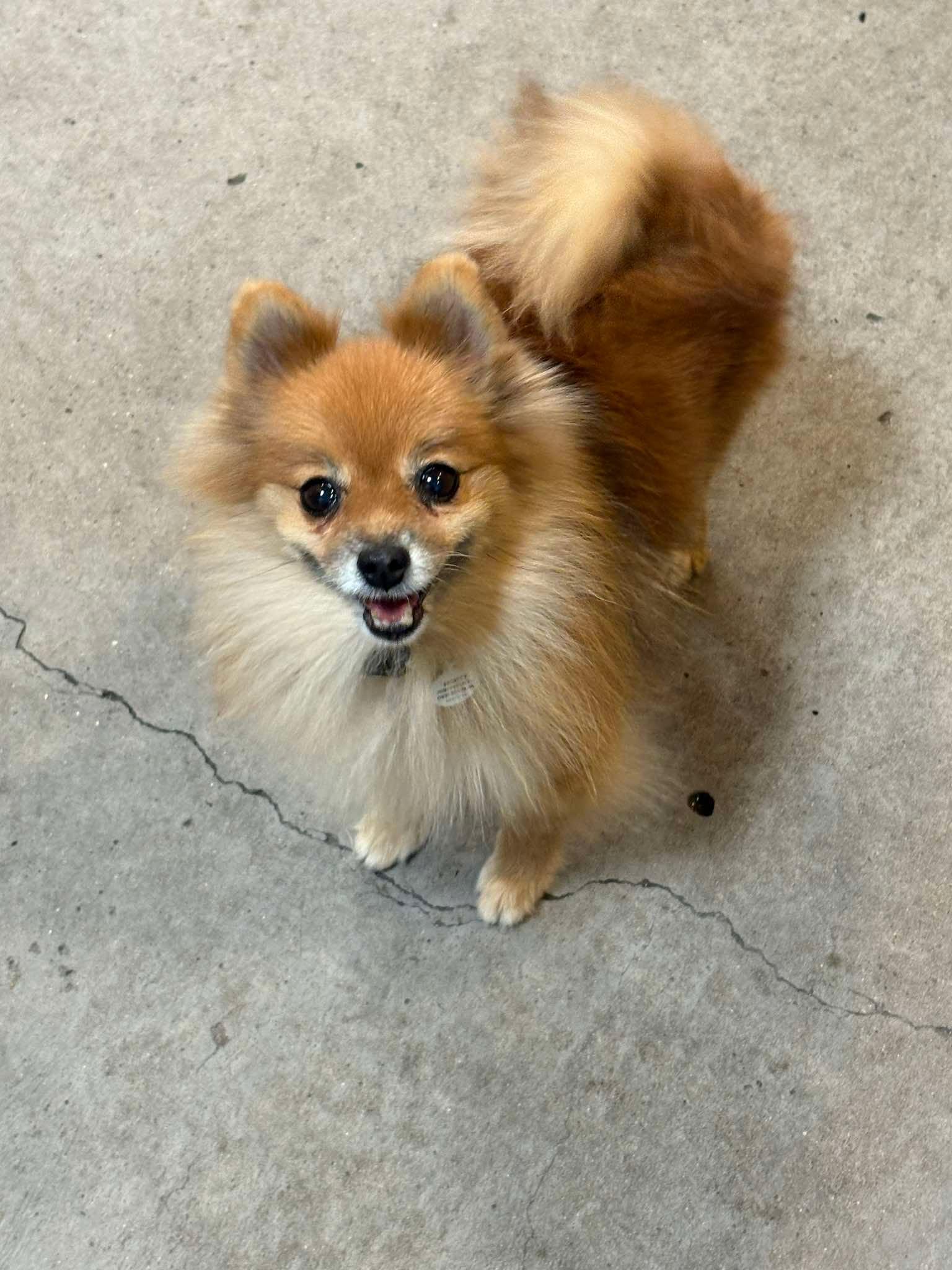 Enlarge Petite, a Adopted Pomeranian in Phoenix, AZ image 2/3