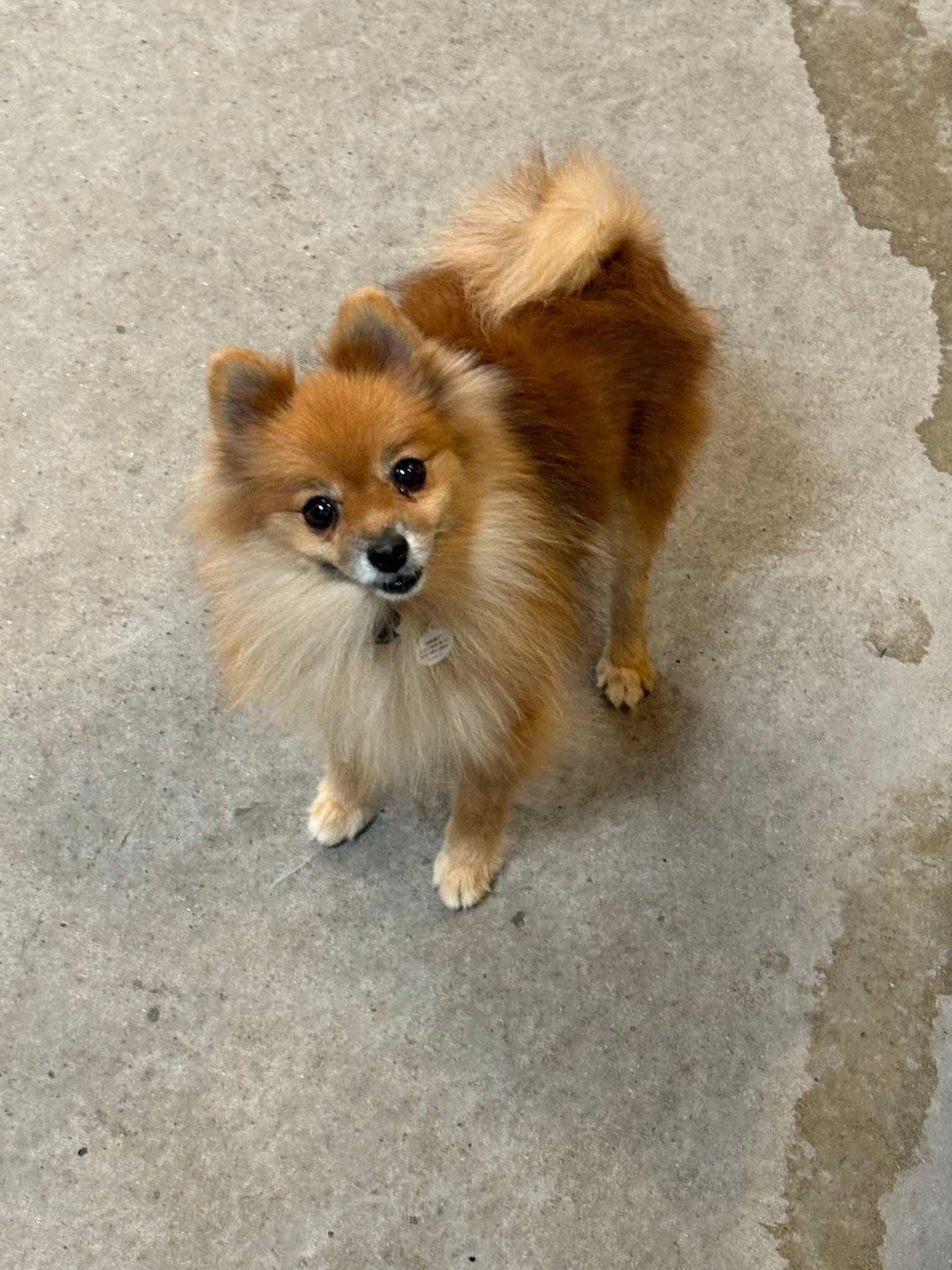 Enlarge Petite, a Adopted Pomeranian in Phoenix, AZ image 3/3