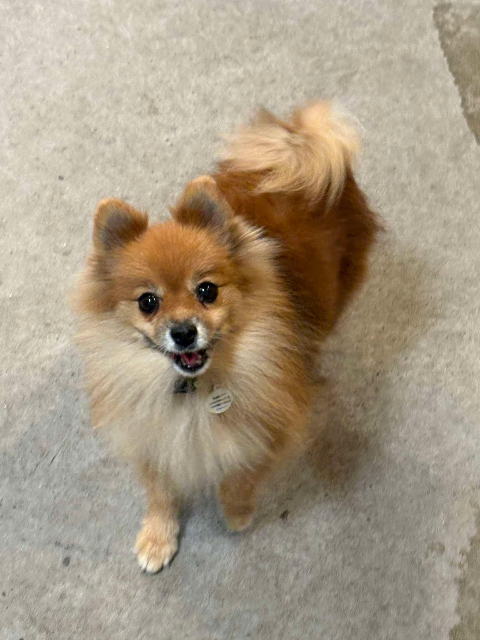Enlarge Petite, a Adopted Pomeranian in Phoenix, AZ image 1/3