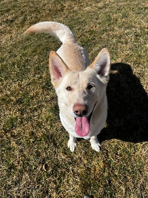 ELF, Adoptable, Young Female German Shepherd Dog & Mixed Breed.